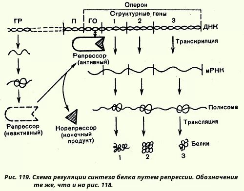 Инактивация белка. Регуляция процессов белкового синтеза. Биосинтез белка. Регуляция белкового синтеза. Схема регуляции синтеза белка.
