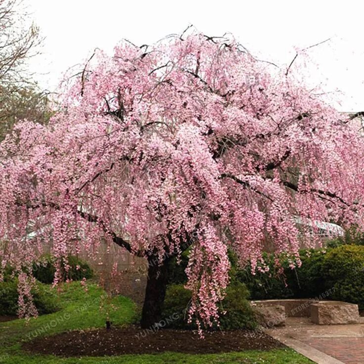 Плакучая вишня фото Prunus subhirtella 'Pendula' Weeping Higan Cherry (con immagini) Idee giardino