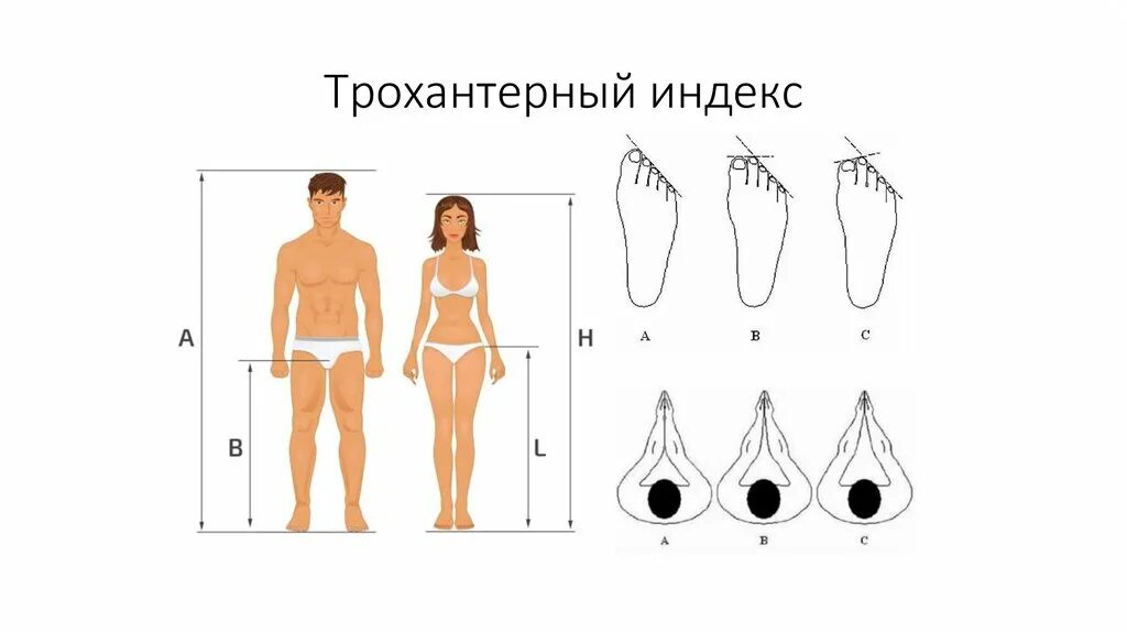 Сильная половая конституция. Трохантерный индекс. Трохантергыц индекс это. Трохантерный индекс рассчитать для мужчин. Трохантерный индекс рассчитать для женщин.