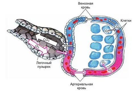 У жаб площадь газообмена в легких