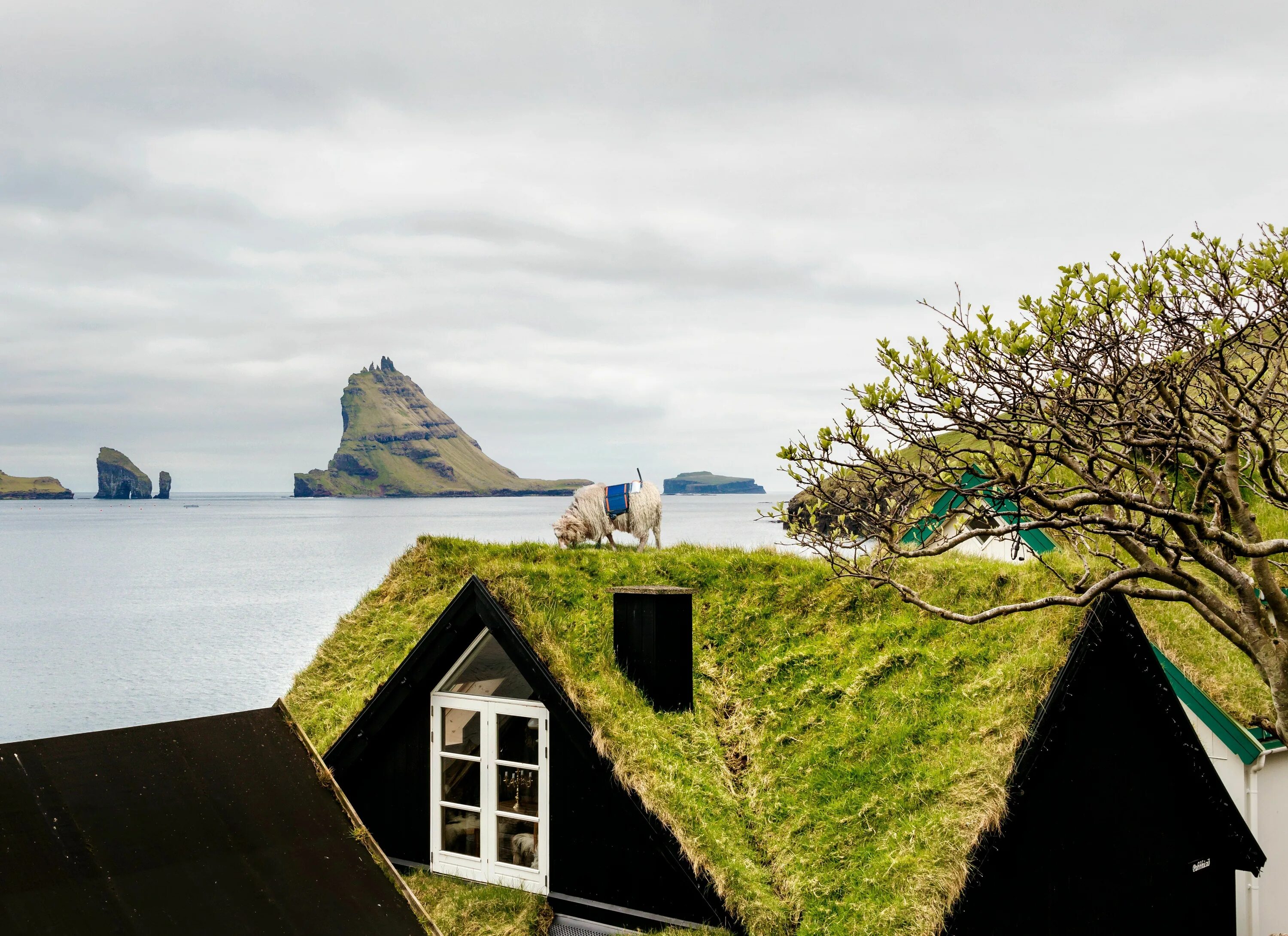 Remote island. Фарерские острова овцы стригут крыши. Фареры острова. Фарерские острова жители. Фарерские острова домики.