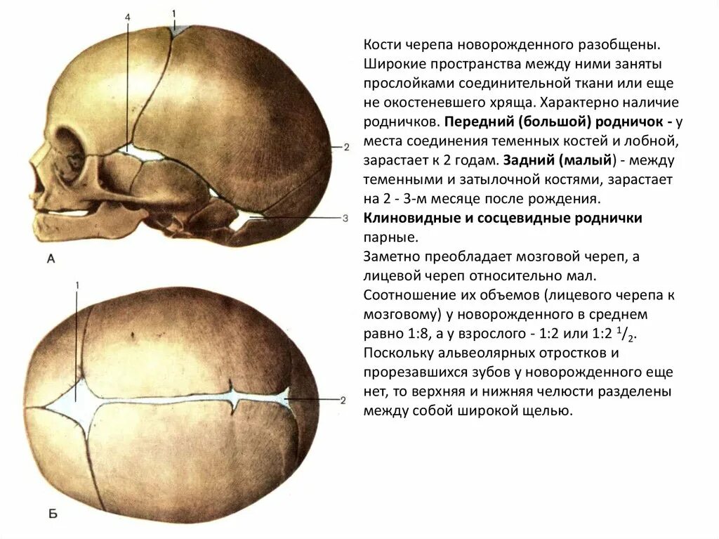 Соединение костей черепа роднички. Череп новорожденного кости черепа. Соединения костей черепа новорожденного. Швы суставы роднички черепа.