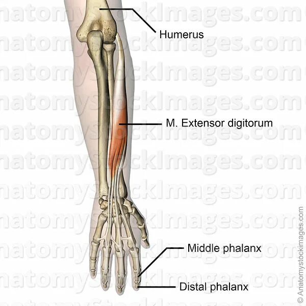 M extensor digitorum. Extensor digitorum communis. m. extensor digitorum рука. m extensor digitorum brevis.