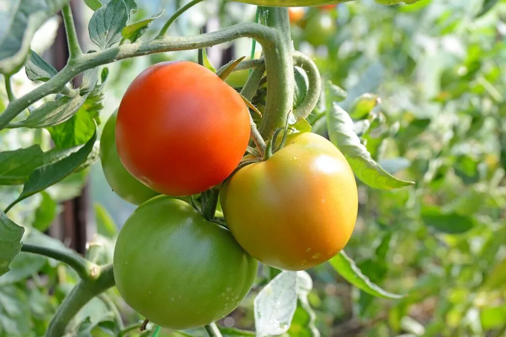 Почему помидоры краснеют. Томаты в огороде. Томаты на грядке. Куст помидора. Спелые помидоры.