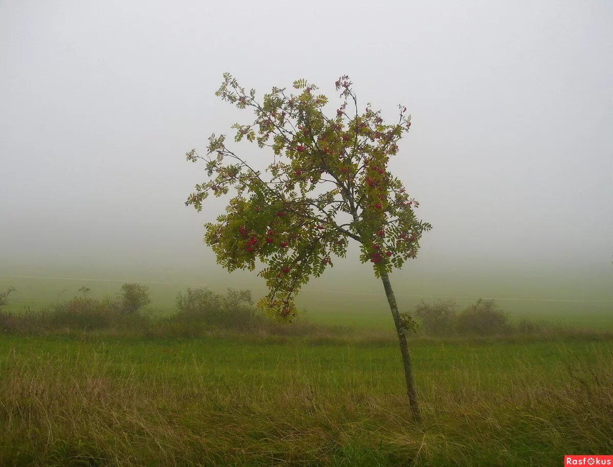 образ рябины в фольклоре. тонкая рябина текст. иллюстрация к песне тонкая рябина. что стоишь качаясь тонкая рябина. что стоишь качаясь тонкая рябина головой склоняясь до самого тына.