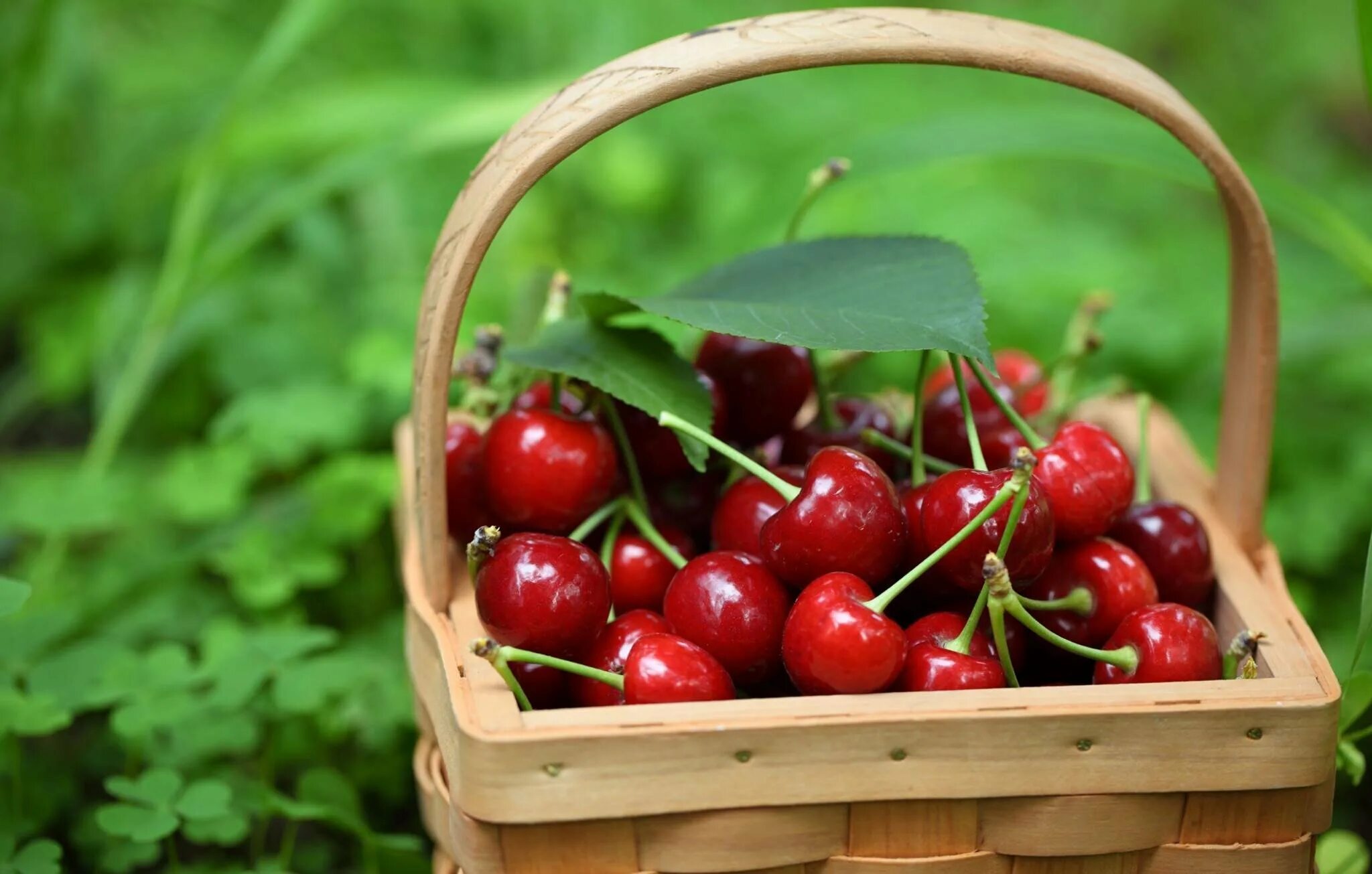 Черешня дерево. Зеленая вишня. Вишня луизиана вязолистная. Коктейльная вишня. Вишня обыкновенная гриот московский.