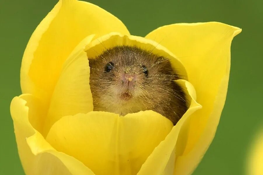 мышь малютка. крысята янтарный амбер. желтый грызун. хомяк с цветами. желтая летучая мышь.