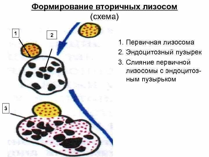 Первичные и вторичные лизосомы. Лизосомы цитология строение. Вторичные лизосомы строение. Лизосомы первичные и вторичные строение и функции.