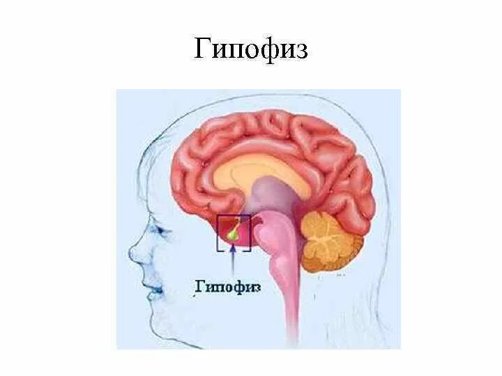 Гипофиз. Гипофиз это в биологии. Гипофиз мозга. Гипофиз изображение.