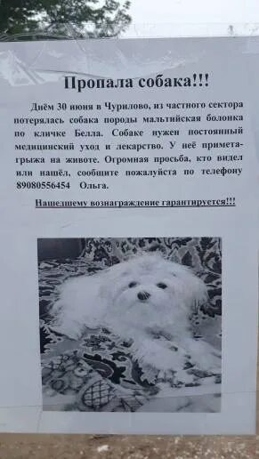 Пропала собака помогите. Щенок потерялся в парке. Потерялась собака объявления Сызрань. Потерялась собака Киров. Пропала собака Череповец.