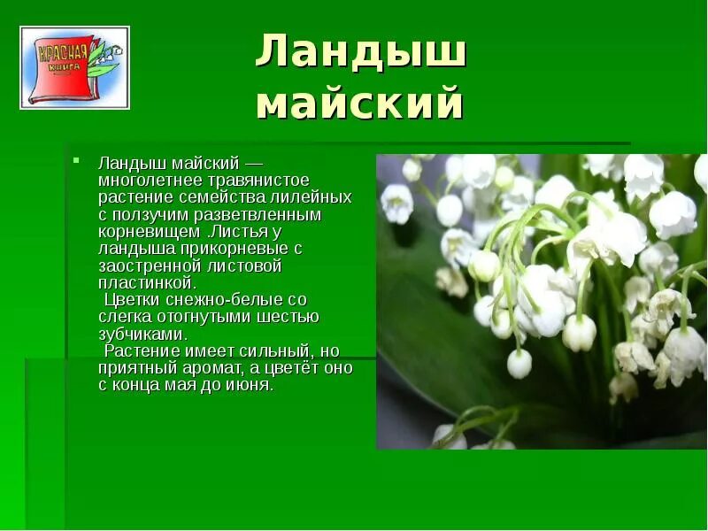 Почему ландыши занесены в красную. Почему ландыши занесены в красную. Почему ландыши занесены в красную. Почему ландыши занесены в красную. Почему ландыши занесены в красную.