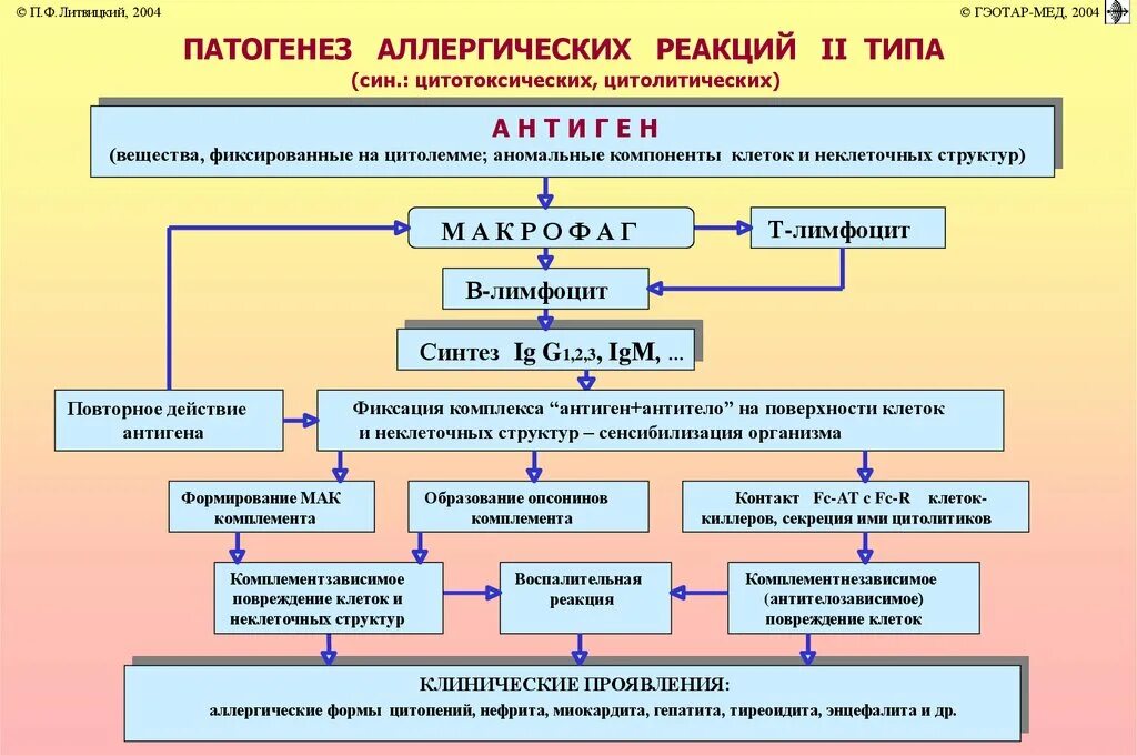 Реакции виды типы развитие. Схема патогенеза аллергической реакции 1 типа. второй тип аллергической реакции патофизиология. патогенез цитотоксического типа аллергии. механизм развития аллергической реакции немедленного типа.