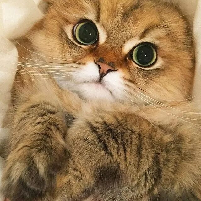 Фотографии ну. Котик пожалуйста. Котят пожалуйста. Покажи мне котика пожалуйста. Котиков мне.