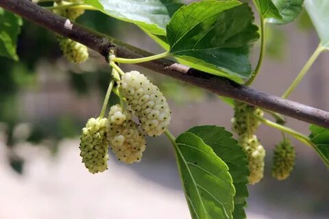 Тутовник применение