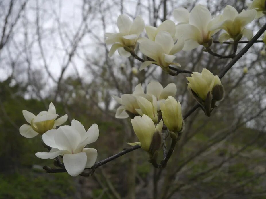 белая после цветения. ботанический сад магнолия цветение. магнолия отцвела фото. белая после цветения. южная акация белая.