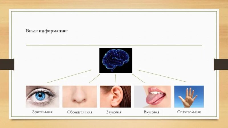 Органы чувств и движения. Зрительная слуховая обонятельная осязательная вкусовая. Органы чувств. Информация по органам чувств.