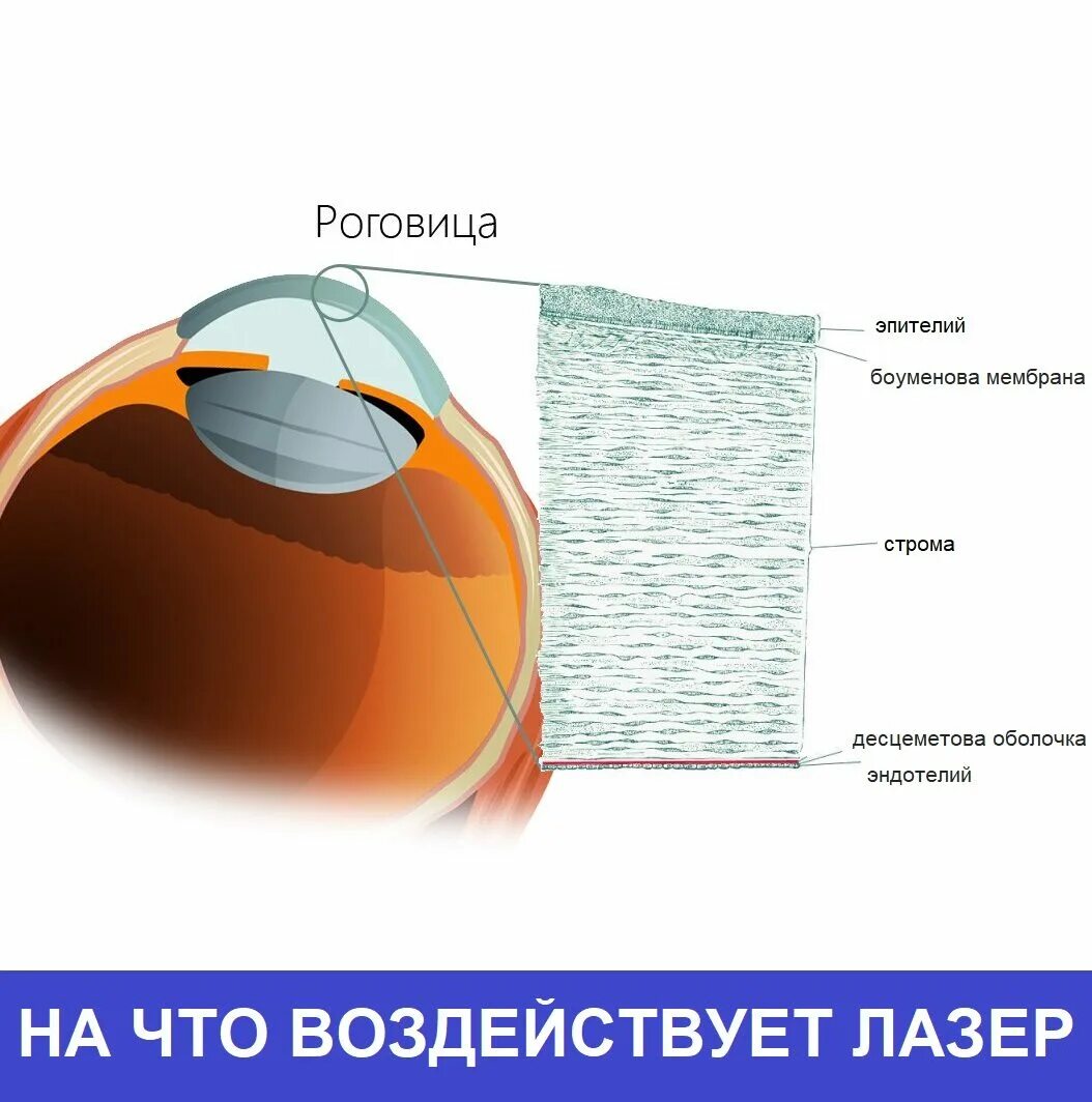 Послойное строение роговицы. Строение роговицы оболочки глаза. Строение роговицы слои. Строение стромы роговицы. Роговица характеристика