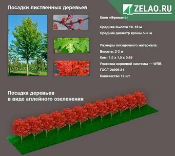 Какие деревья посадить аллей
