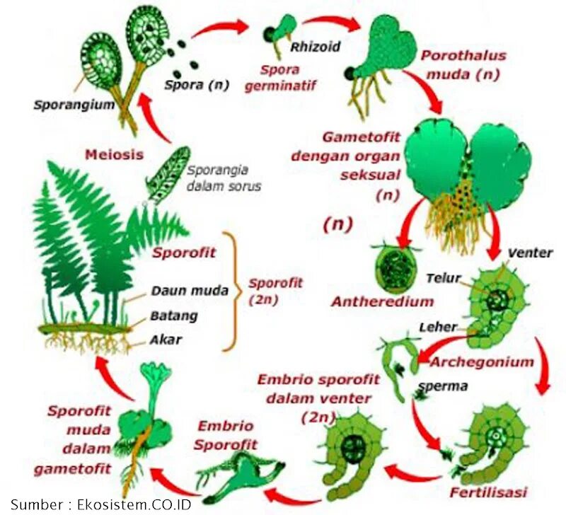 Спорофит папоротника. Жизненные циклы растений гаметофит и спорофит. Жизненный цикл папоротника. Сорус папоротника гаметофит спорофит.