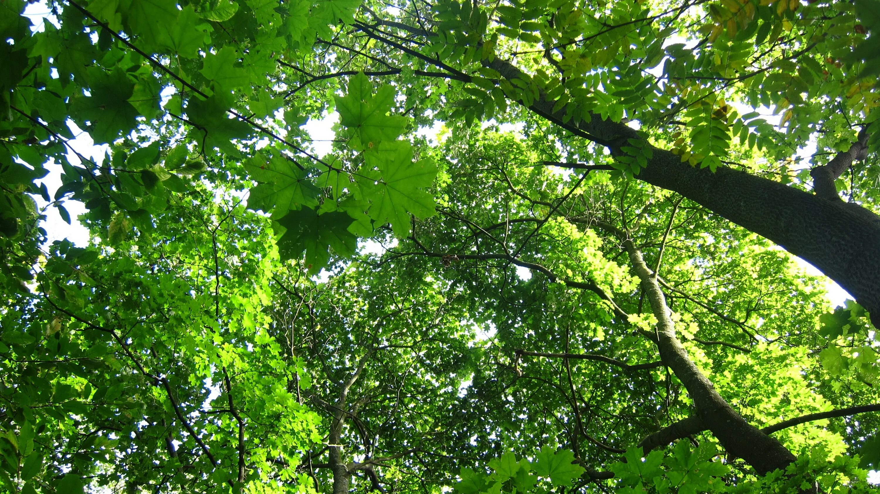 Tree 18