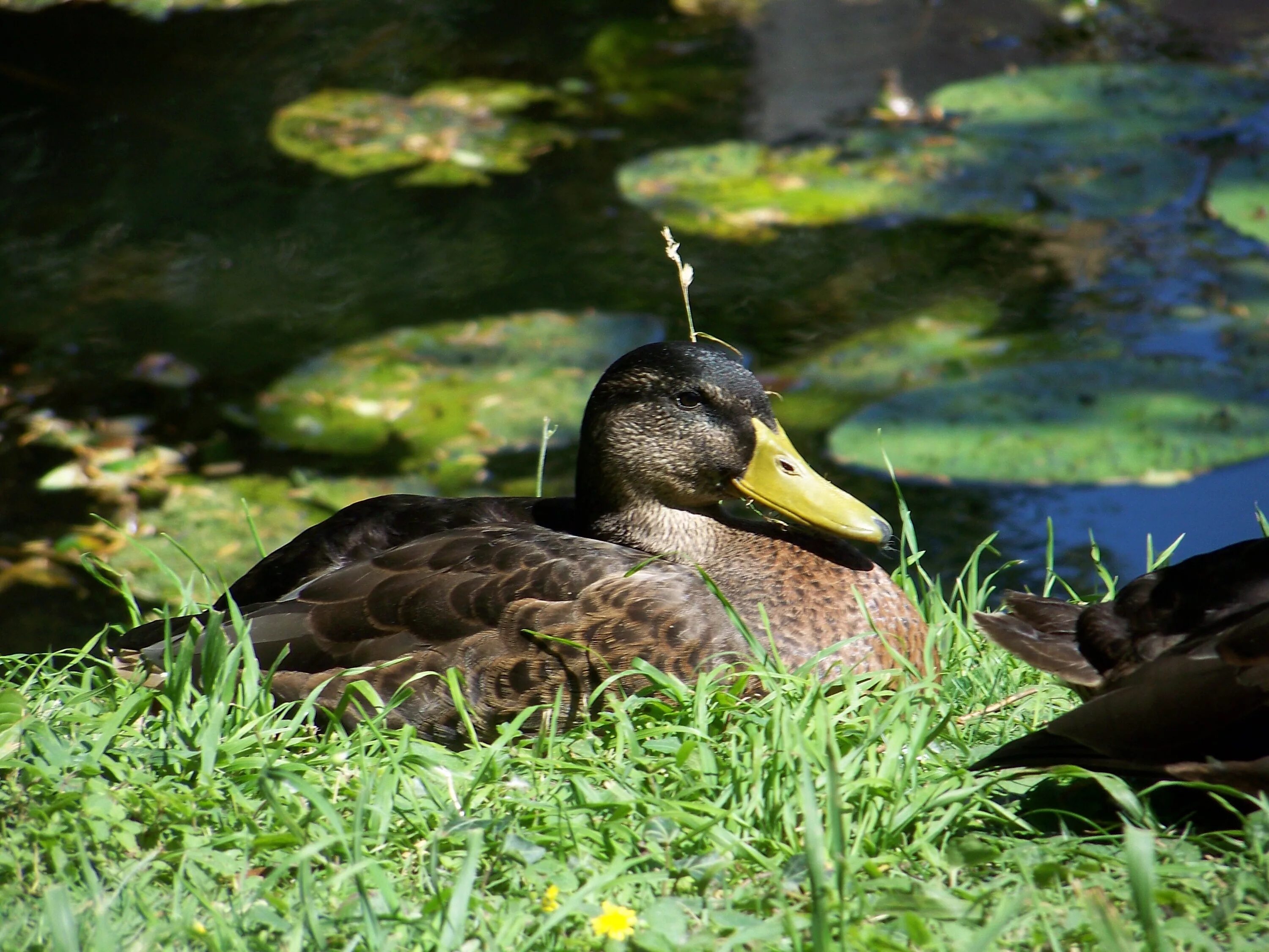 Duck com. Утка кряква гнездо. Хохлатая Дикая утка. Водоплавающие птицы Гатчинского парка. Гнездо лысухи.