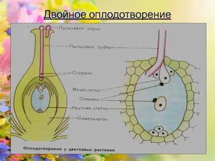Двойное оплодотворение цветковых растений 7 класс