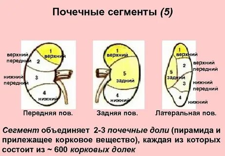 Сегменты правой почки