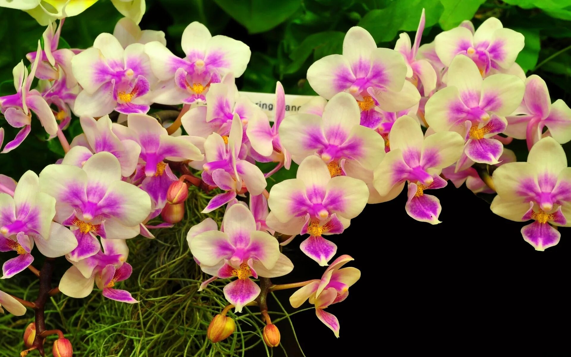 Орхидея фаленопсис Сансет. Орхидея фаленопсис Каскад. Орхидея мультифлора. Сансет лав Орхидея.