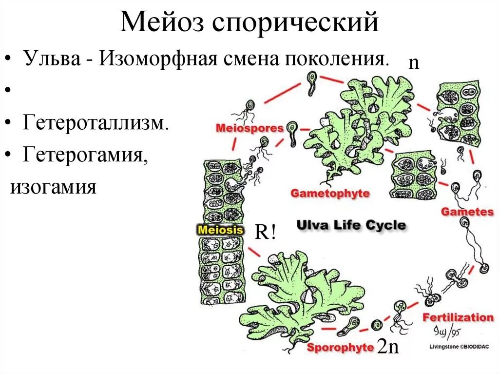 Мейоз водорослей. Жизненный цикл ульвы. Жизненный цикл ульвы схема. Жизненный цикл Ulva. Жизненный цикл водоросли ульвы.