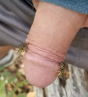 Wasps on cock 