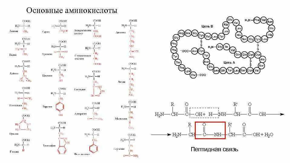 Кислотно основные аминокислоты. Основных аминокислот. Основные аминокислоты кислая аминокислота. Основные аминокислоты биохимия. Кислые и основные аминокислоты.