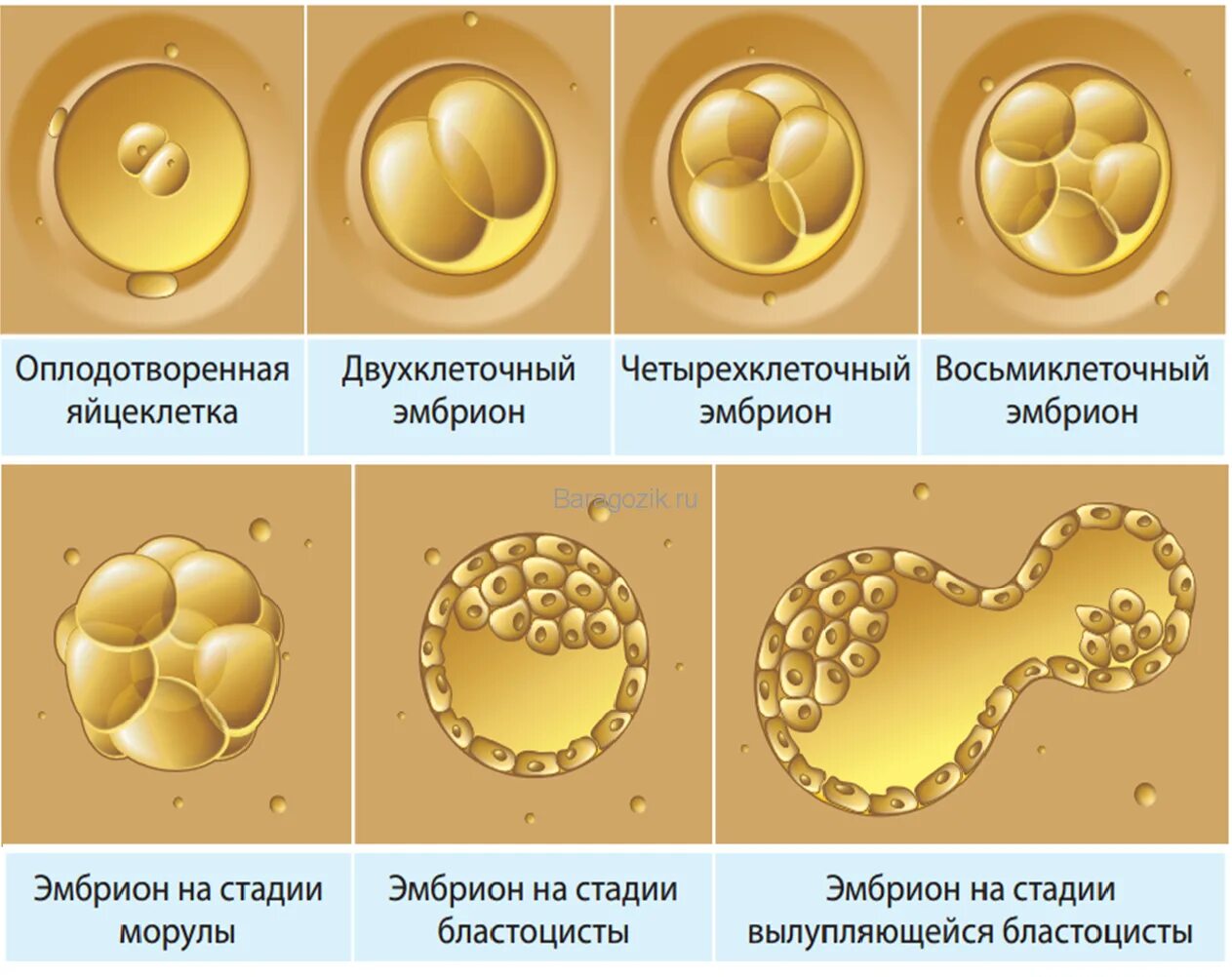 Развитие оплодотворения клетки. Этапы развития оплодотворенной яйцеклетки по дням. Оплодотворение яйцеклетки эко. Стадии развития эмбриона.