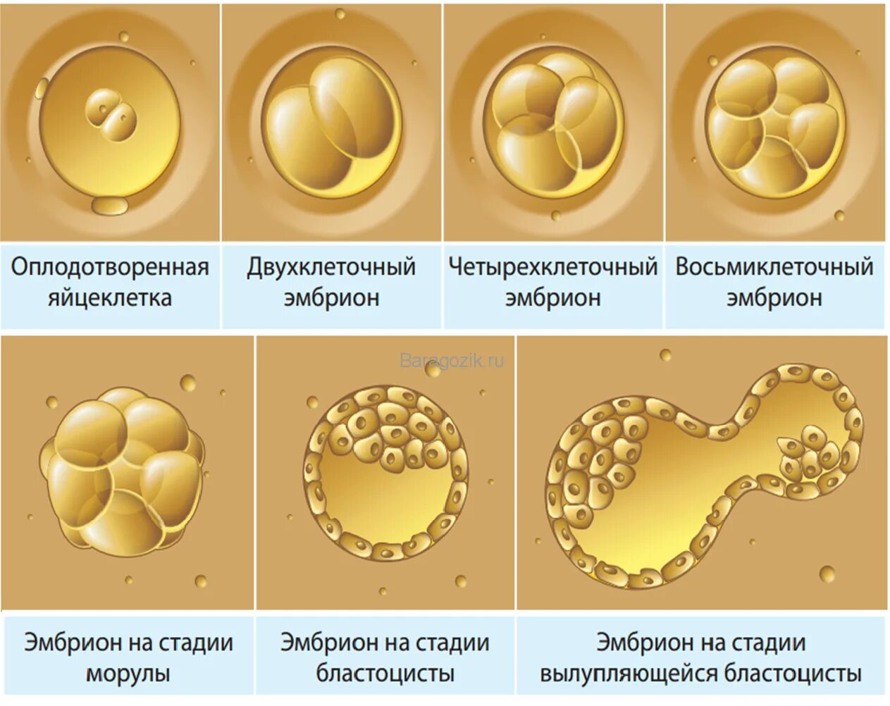 Сколько эмбрионов форум