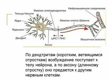 Сильно ветвящиеся отростки нервной клетки