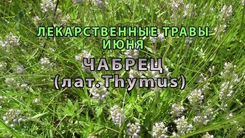 Травы в июне