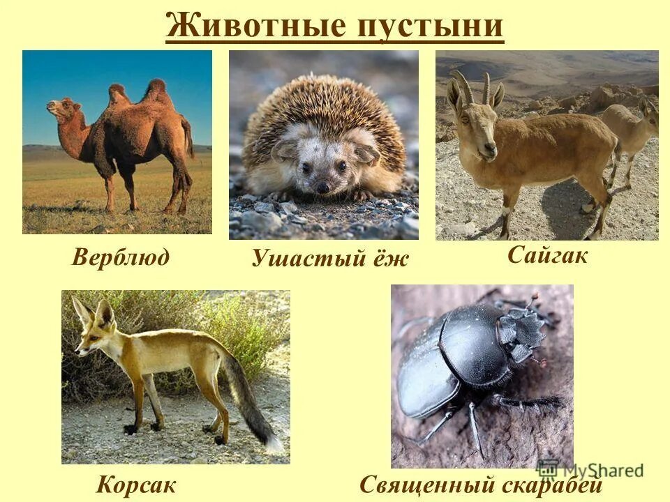 Животные пустыни россии 4 класс. Природная зона пустыни для дошкольников. Природные зоны россии пустыни. Животные в пустыне египта. Тест зона пустынь.