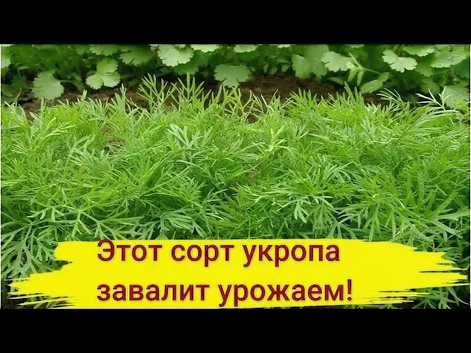 Укроп под зиму сорта. Укроп на зонтик лучшие сорта. укроп на зелень без зонтиков сорта лучшие для сибири. урожайность укропа с 1 м2. как сажать укроп на грядке.