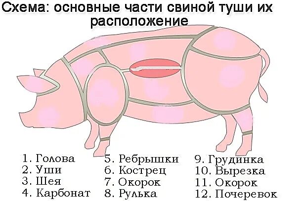 Части свиной туши фото: найдено 88 изображений