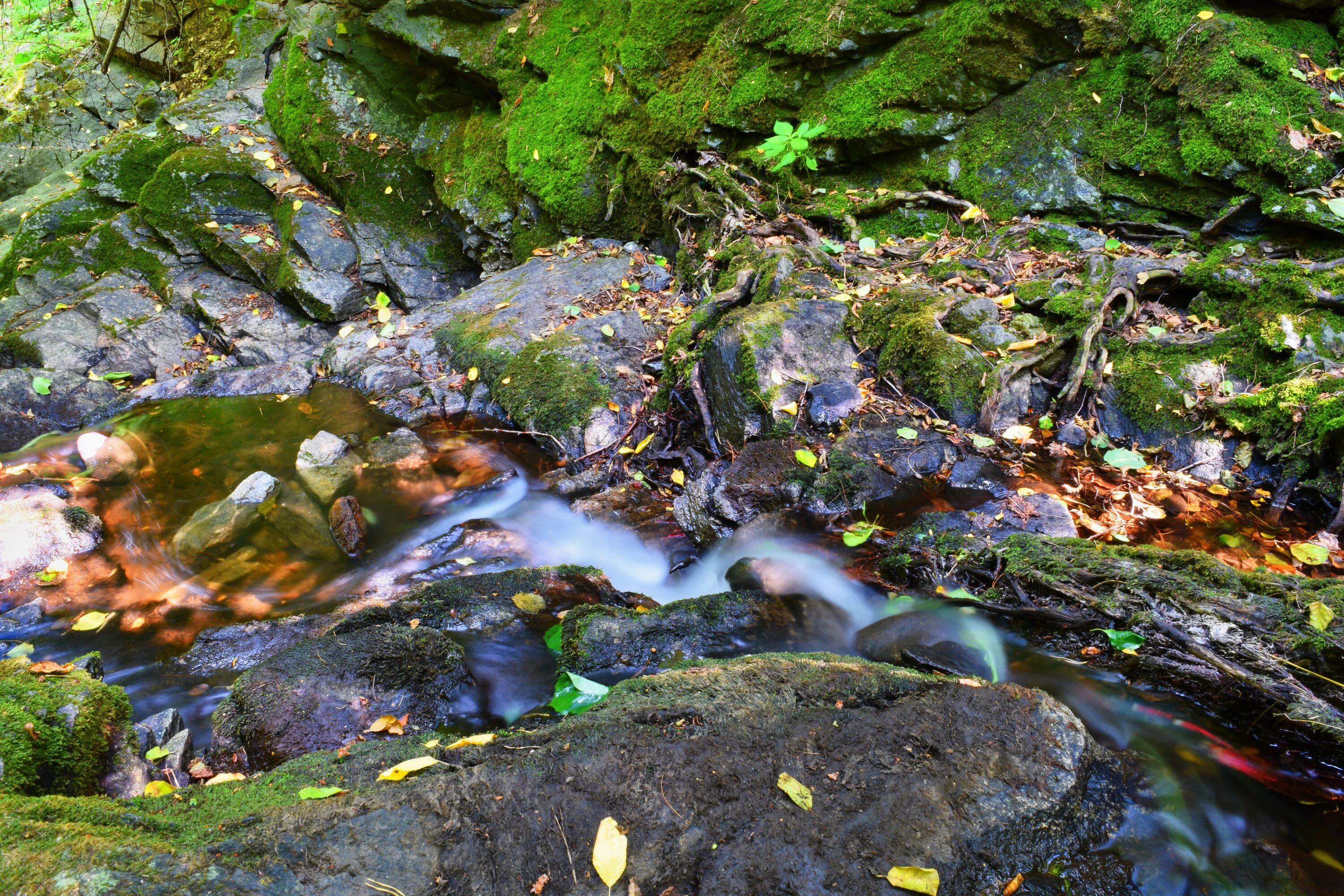 Вода ручей. Родник в лесу. Камушки в ручье. Ручей (Водный поток). В течении горного ручья вода