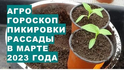 Садить помидоры на рассаду 2023