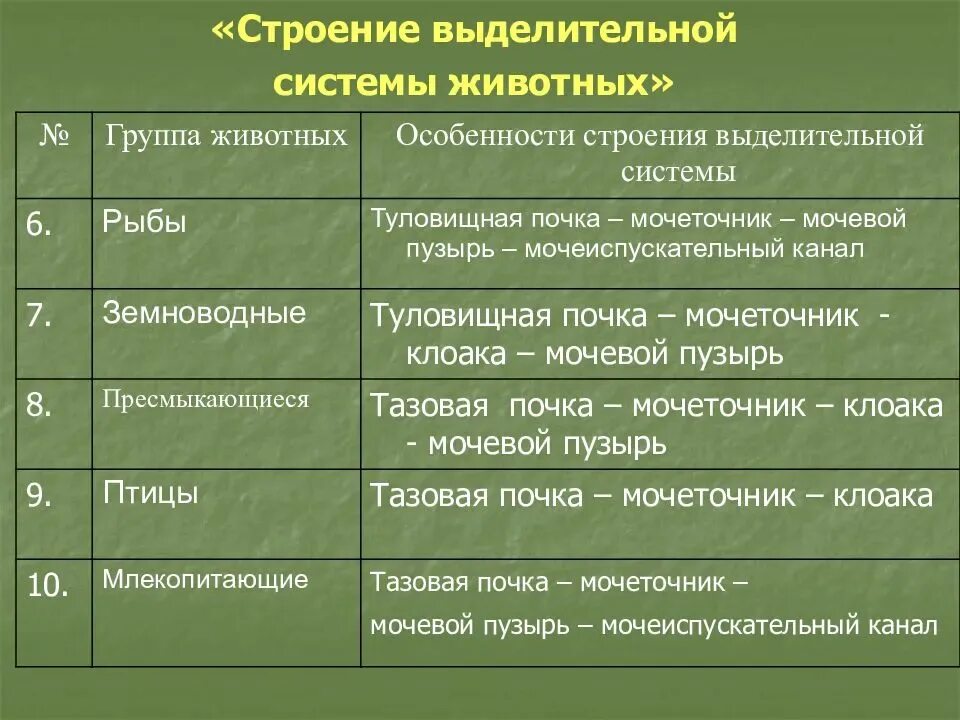 Таблица по биологии 6 класс выделительная система животных. Строение выделительной системы животных таблица 6 класс. Особенности строения выделительной системы таблица. Эволюция выделительной системы у животных таблица 7 класс.