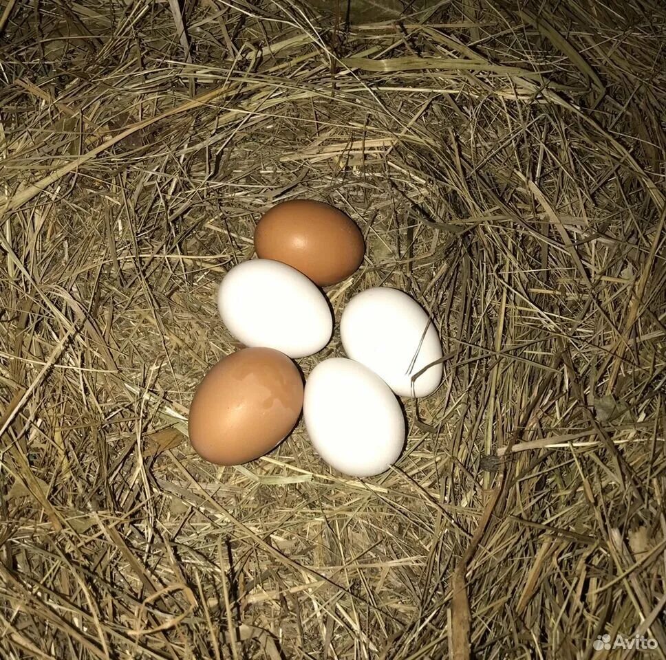 Купить яйца кур на авито. Домашние яйца. Яйцо домашнее куриное. Яйцо домашнее картинки. Бизнес на яйцах куриных домашних.