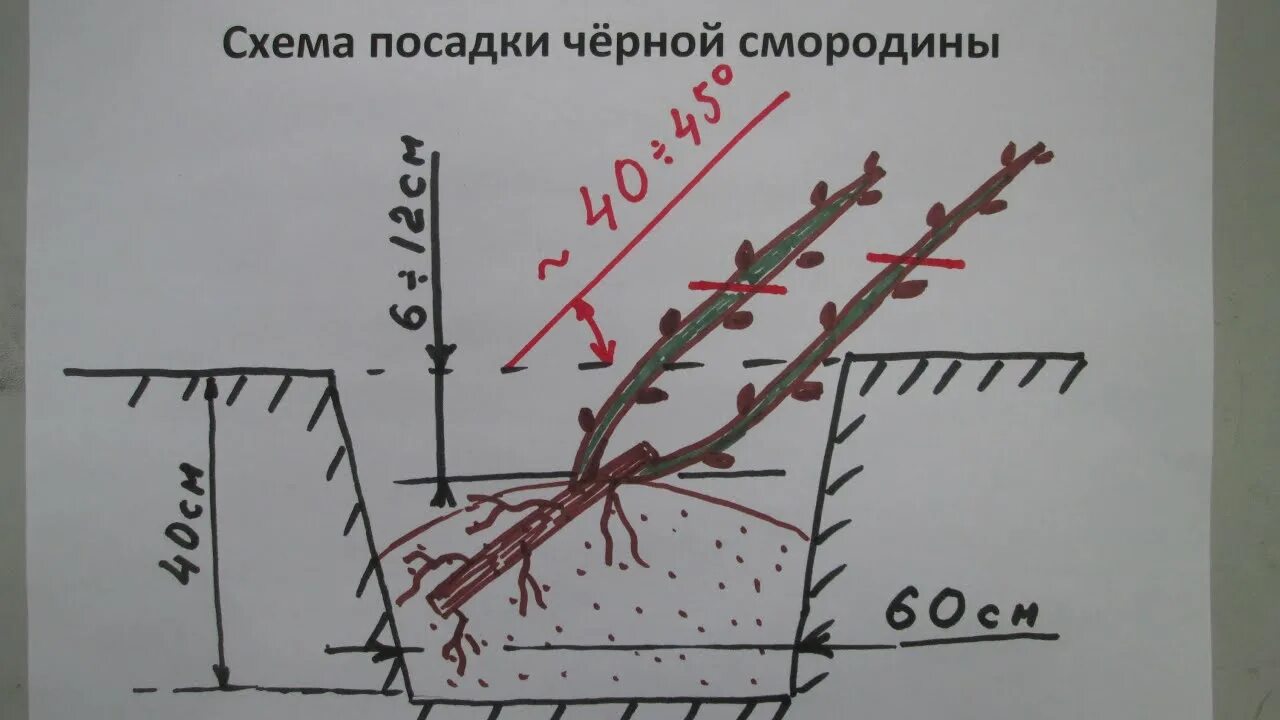 Расстояние между кустами смородины при посадке. Смородина схема посадки осенью. Схема посадки смородины черной. Посадка смородины весной. Схема посадки черной смородины осенью.