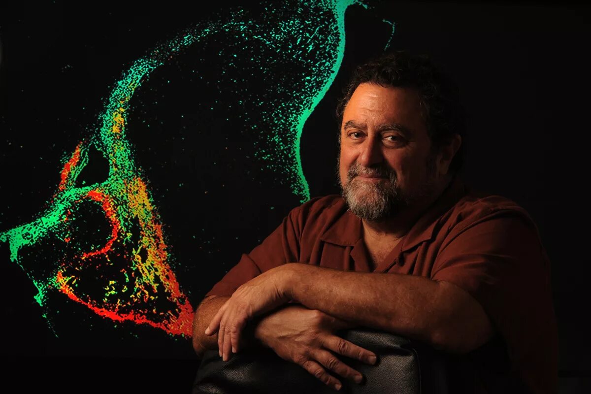 джеймс фэллон психопат. James fallon психопат. мозг психопата. мозг психопата и обычного человека. джеймс фэллон.