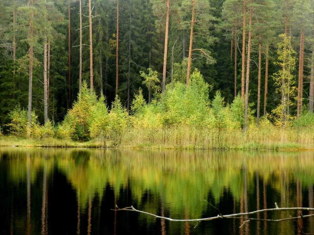 Карелия край озер и лесов. Лесное озеро Карелия. Карелия лес озеро. Шумистые леса Карелии. Озеро в Ельниках.