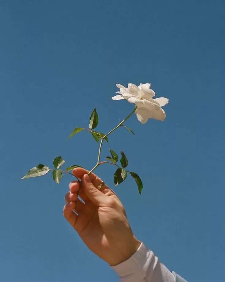 We like flowers. Эстетические цветы. Цветок на руку.. Цветы в ладонях. Цветы и руки Эстетика.