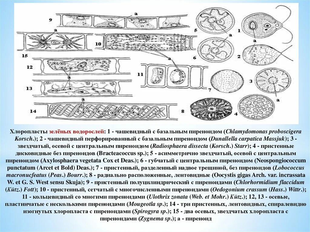 Хлоропласт спирогиры. Пиреноиды у водорослей. строение клетки спирогиры. форма хлоропласта спирогиры. хлоропласты зеленых водорослей.