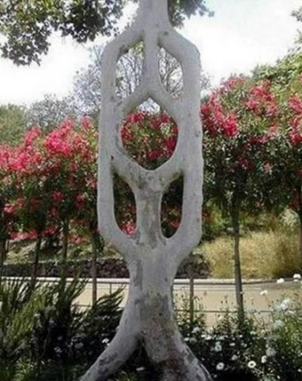 The strangest trees
