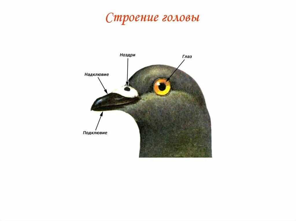 Осмотрите голову птицы обратите внимание. Строение головы птицы. Наружное строение птицы. Внешнее строение птиц. Внешнее строение головы птицы.