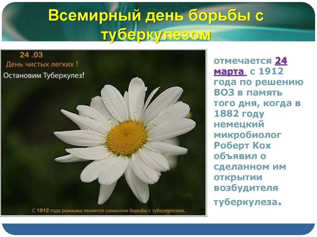 Всемирный день борьбы с туберкулезом. Символ борьбы с туберкулезом. Ромашка символ борьбы с туберкулезом.